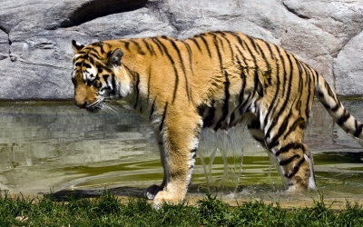 Tiger_004006.jpg