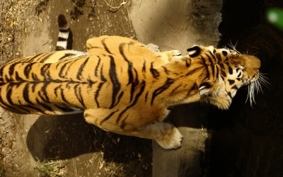 Tiger_004009.jpg