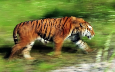 Tiger_004011.jpg