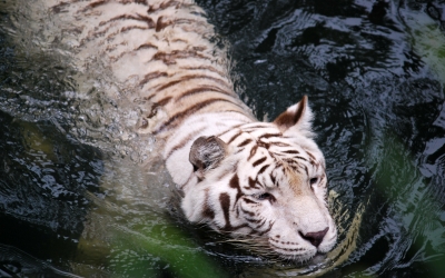 Tiger_004018.jpg