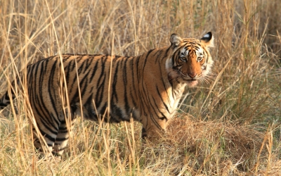 Tiger_005003.jpg