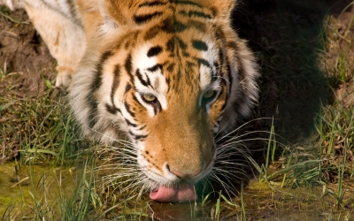 Tiger_005011.jpg