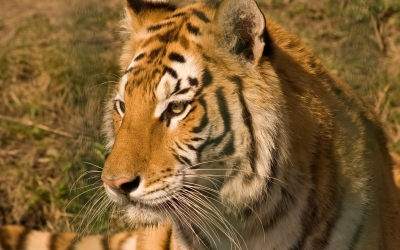 Tiger_005012.jpg