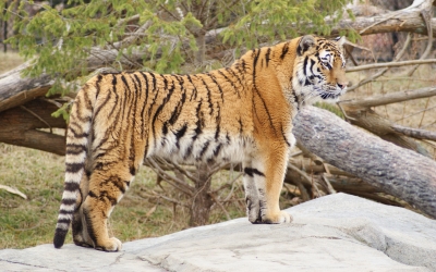 Tiger_005015.jpg