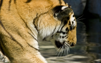 Tiger_005017.jpg