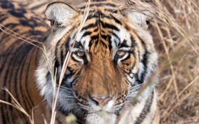 Tiger_005018.jpg