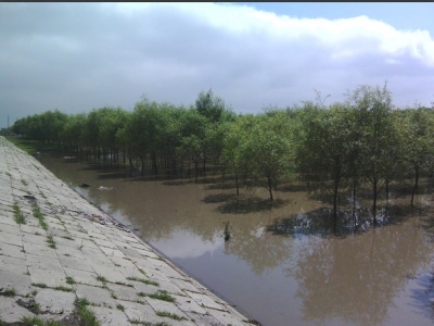 南大坝水中的树2.jpg